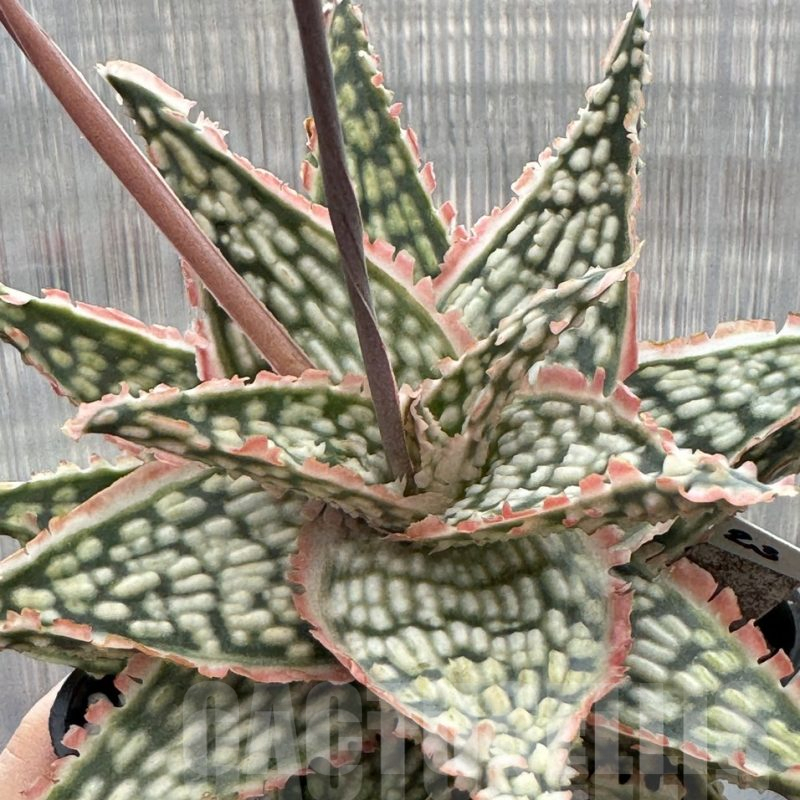 LOT619 Aloe EN2 20SEEDS harvest 2024