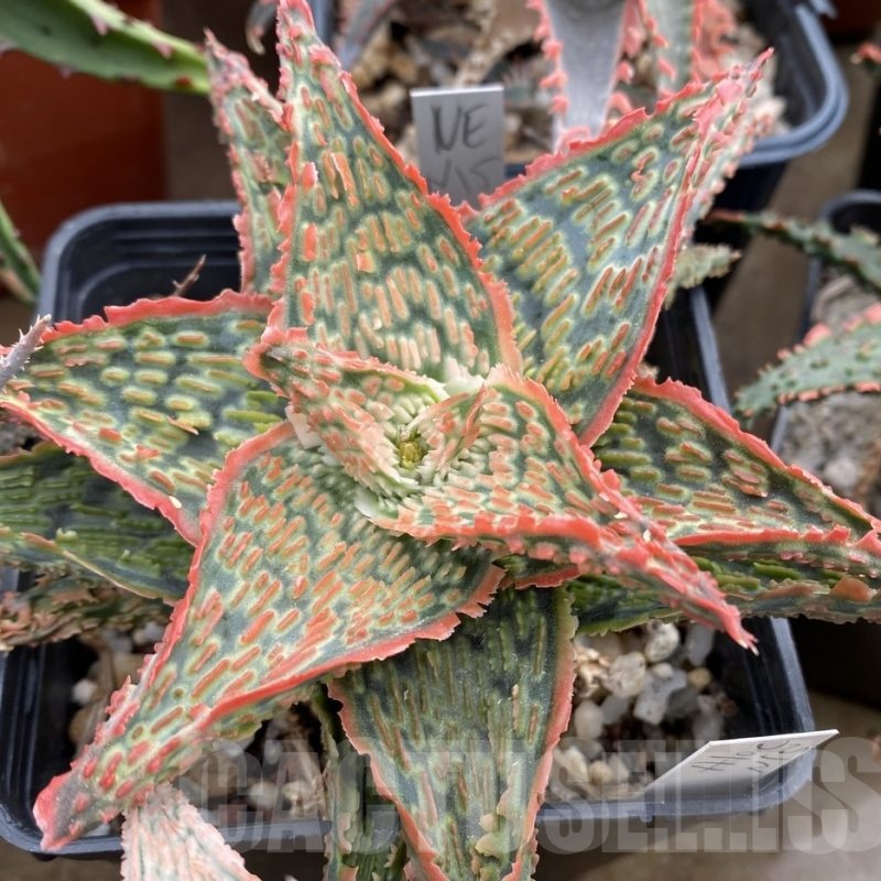 LOT623 20SEEDS Aloe EN15 harvest 2024