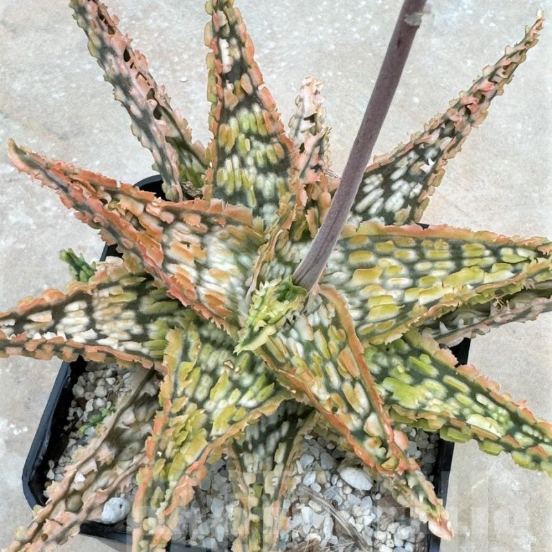 LOT629 Aloe EN27  20SEEDS harvest 2024