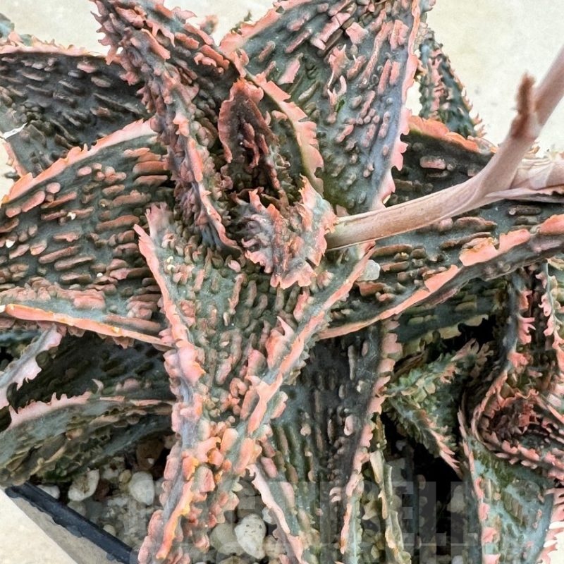 LOT631 Aloe EN34 20SEEDS harvest 2024