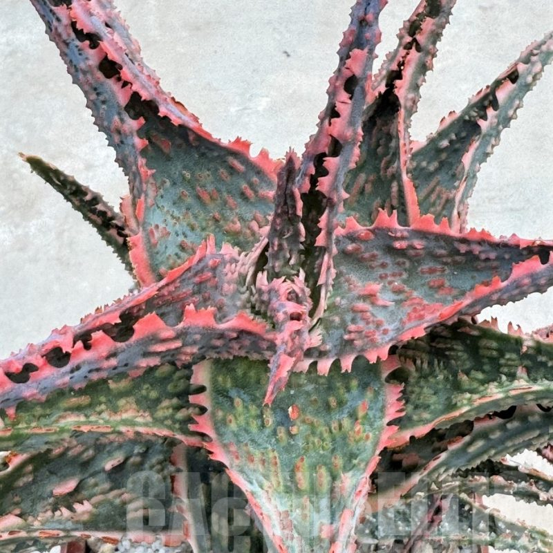 LOT637 Aloe EN51 20SEEDS harvest 2024