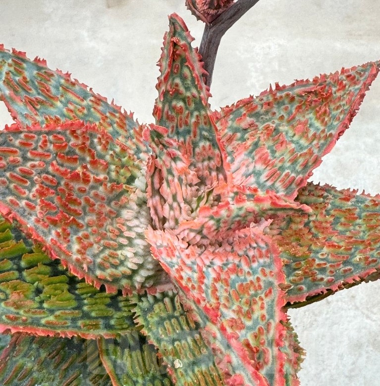 LOT643 Aloe EN60 20SEEDS harvest 2024