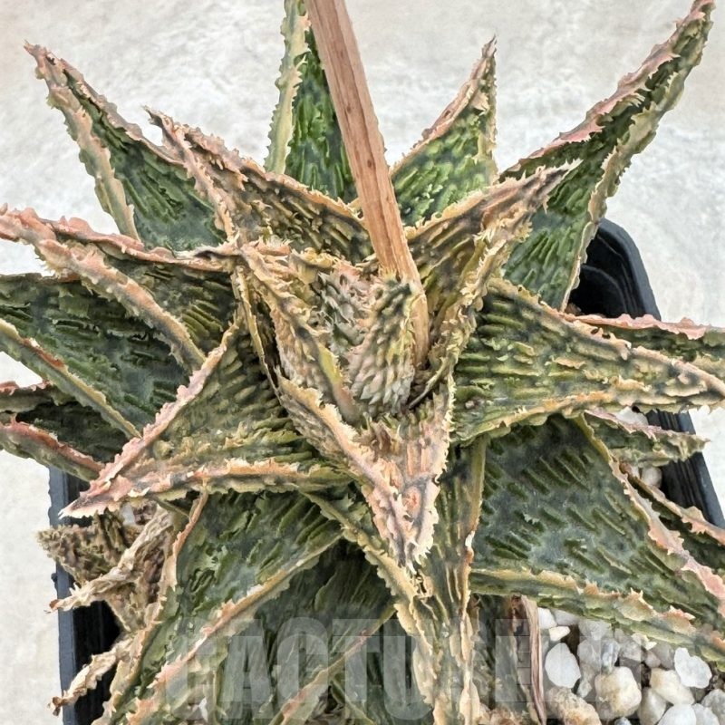 LOT647 20SEEDS Aloe EN67 20SEEDS harvest 2024