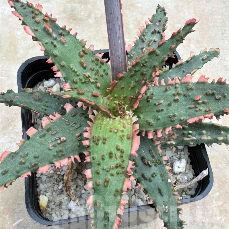 LOT655 Aloe EN22 10SEEDS harvest 2024