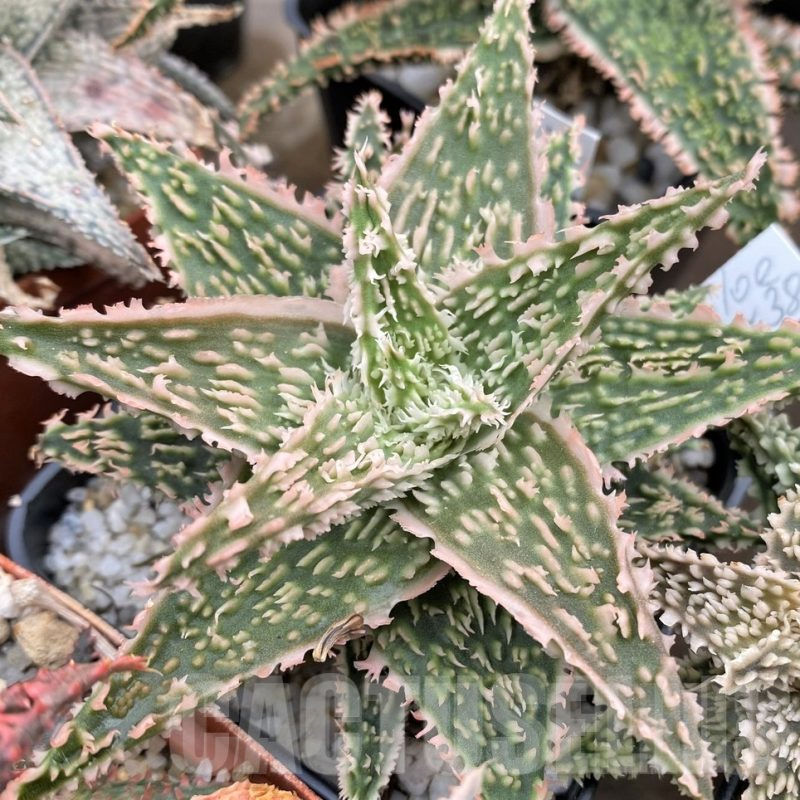 LOT660  20SEEDS Aloe EN38 harvest 2024