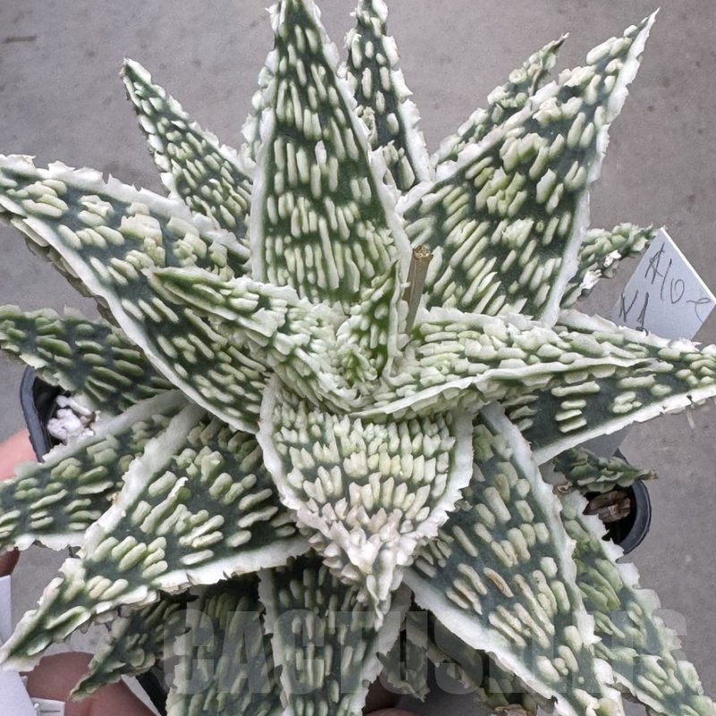 LOT618 10SEEDS Aloe EN1 harvest 2024