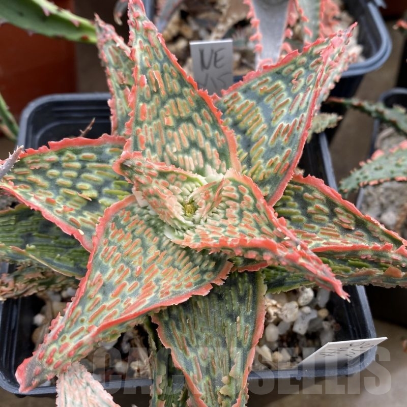 ＡＬＯＥです。 SH18689 Aloe pronkii – Cactus-online