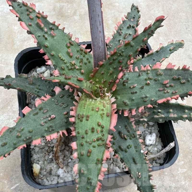 LOT655 Aloe EN22  10SEEDS harvest 2024