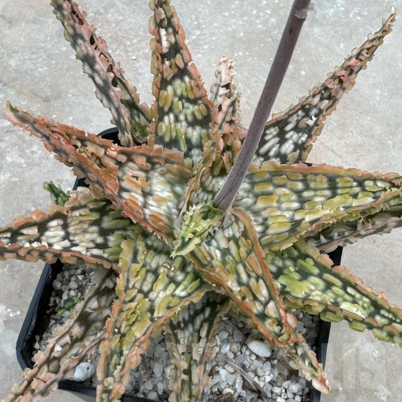 LOT629 Aloe EN27  20SEEDS harvest 2024