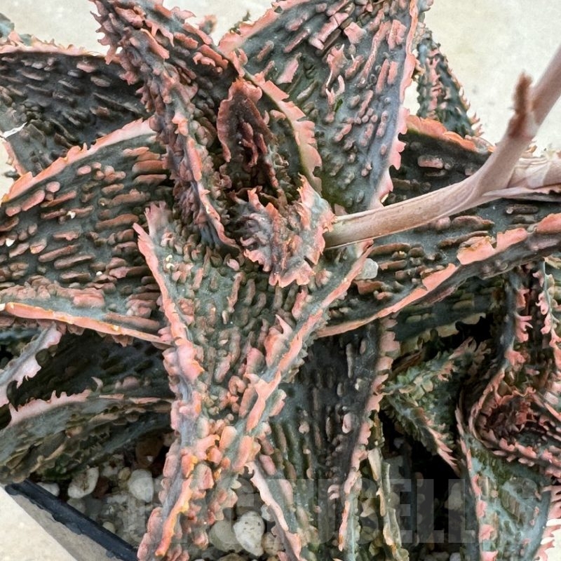 SHPR12047 Aloe hybrid – Cactus-online