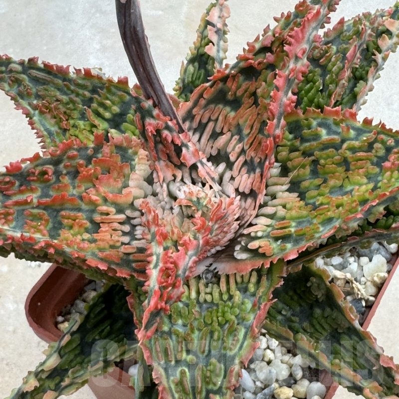 LOT633 10SEEDS Aloe EN36 harvest 2024