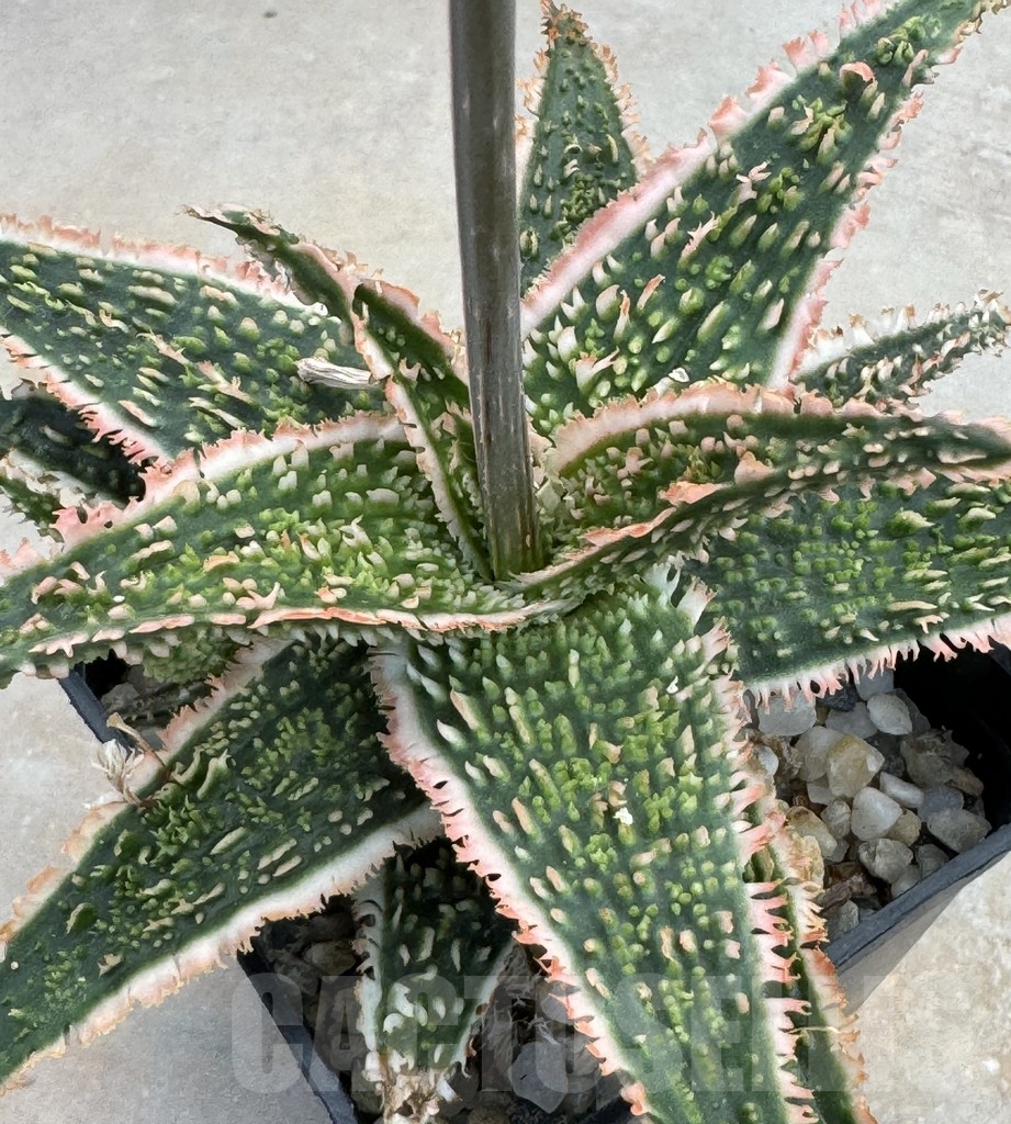 LOT632 20SEEDS Aloe EN37 harvest 2025