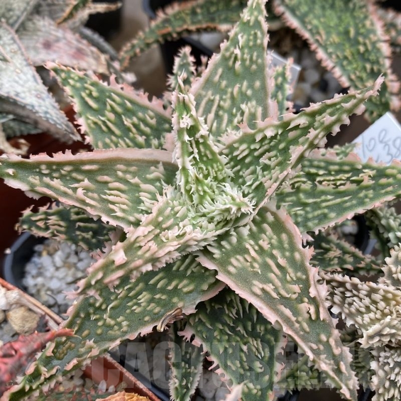 LOT660  20SEEDS Aloe EN38 harvest 2024