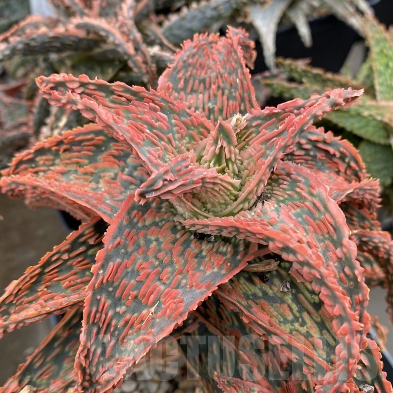 LOT659 10SEEDS  Aloe EN45 harvest 2024