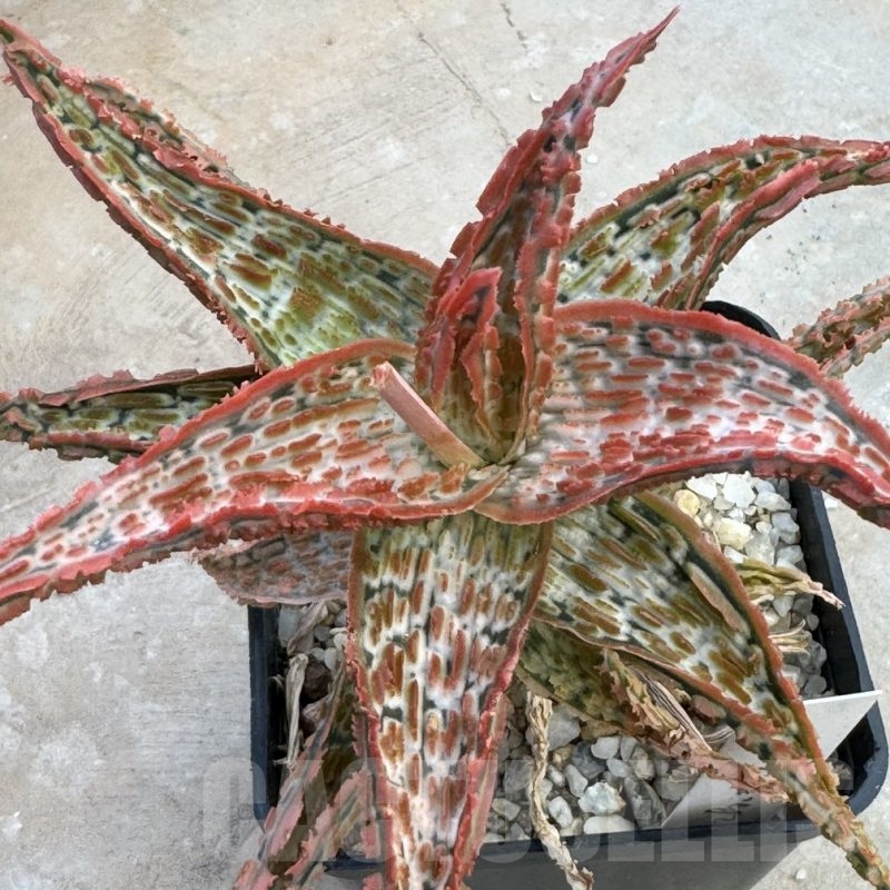 LOT642  20SEEDS Aloe EN49 harvest 2024