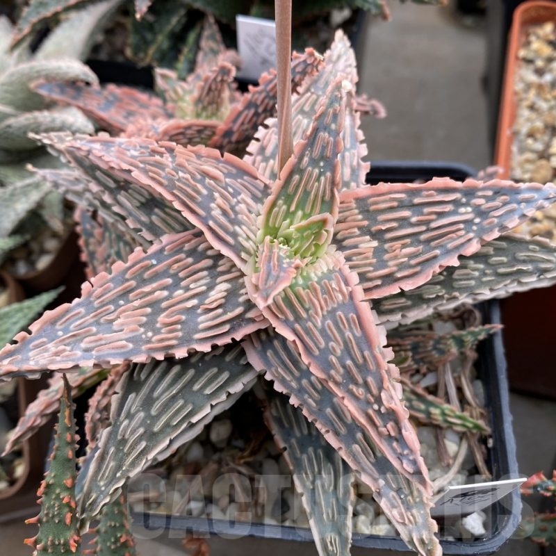 LOT654 10SEEDS  Aloe EN54   harvest 2024