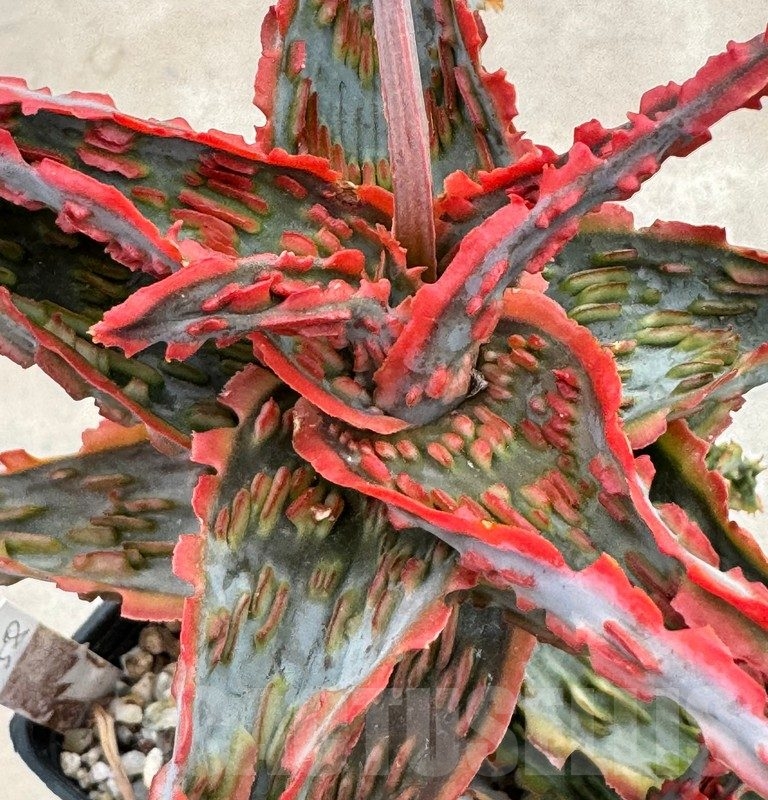 ハオルチア・アロエ Aloe TCT Lion Fish Aloe TCT hybrid : r/succulents