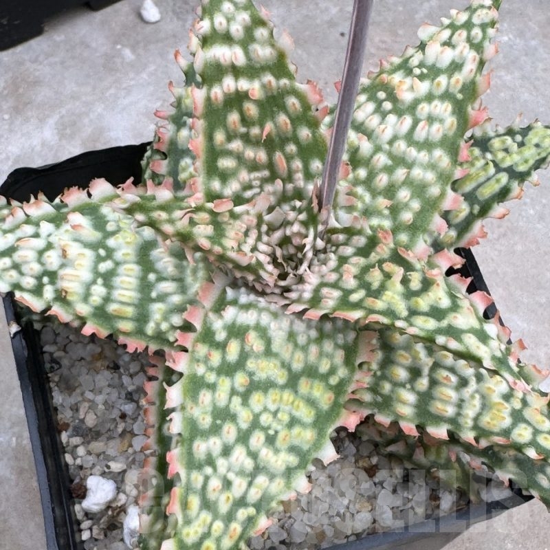 LOT622 20SEEDS Aloe EN6 harvest 2025