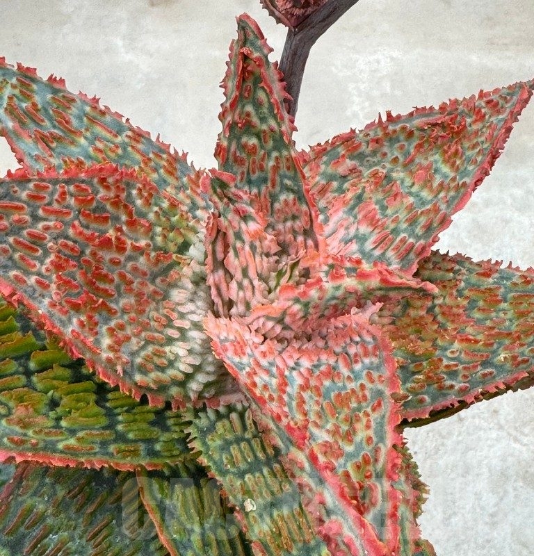 LOT643 Aloe EN60  20SEEDS harvest 2024