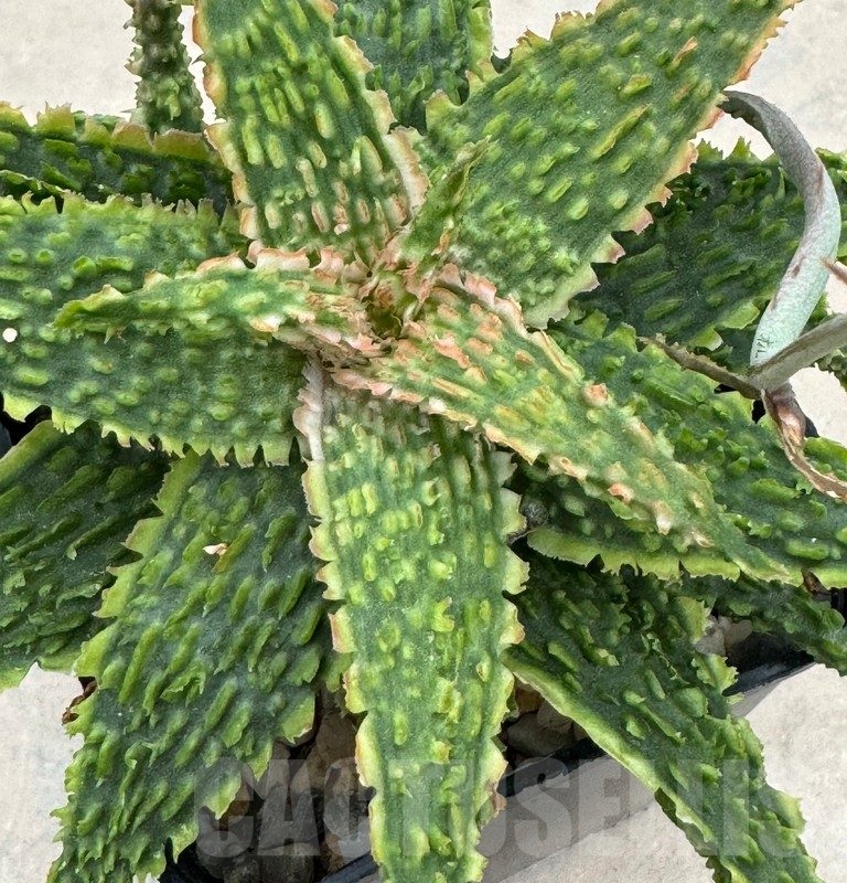 LOT652 10SEEDS Aloe EN62 harvest 2024