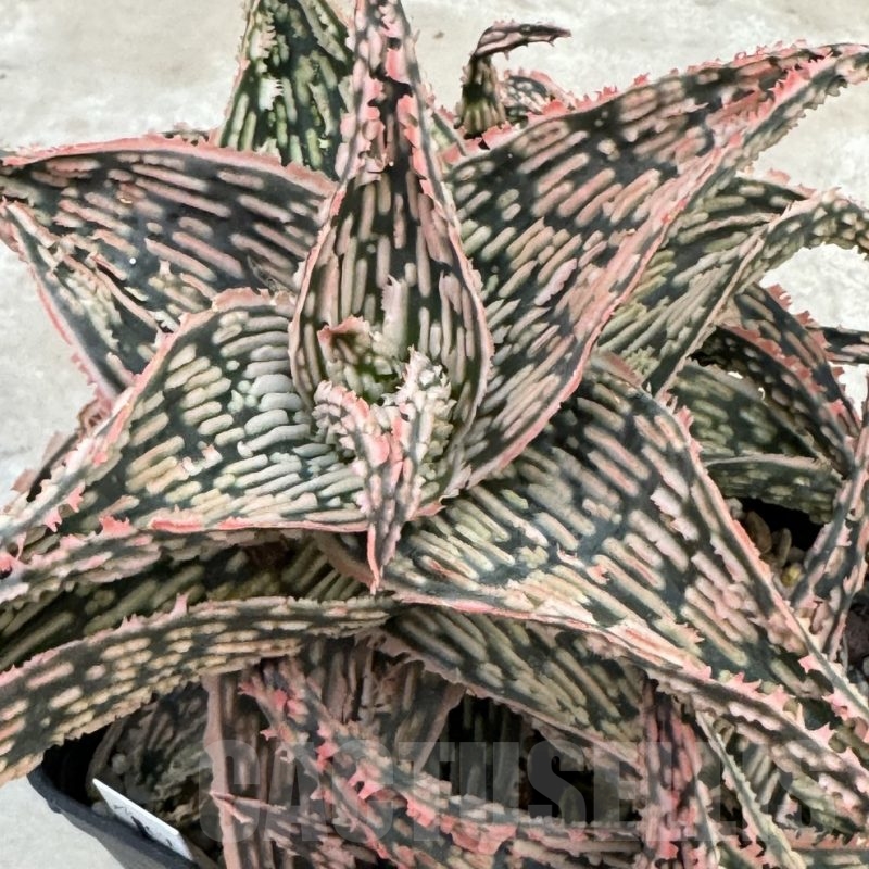 LOT648 Aloe EN70  20SEEDS harvest 2024