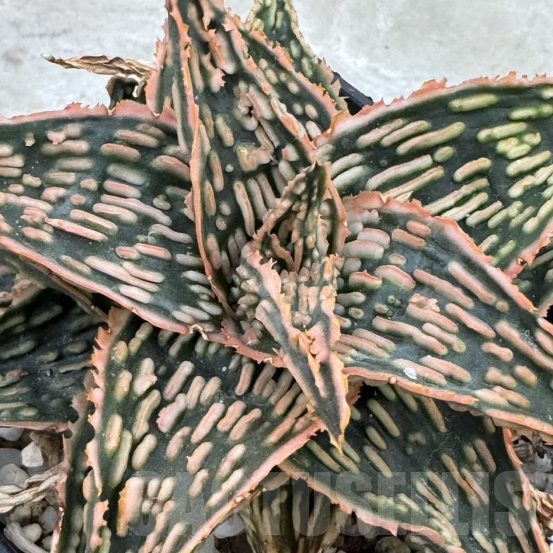 LOT649 20SEEDS Aloe EN72  harvest 2024