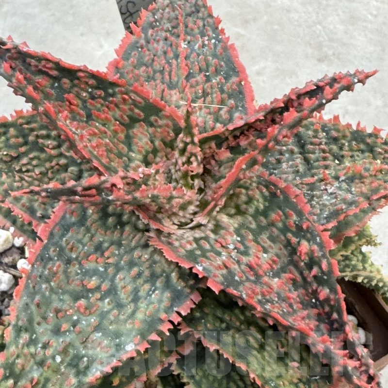 LOT650  20SEEDS Aloe EN76 harvest 2024