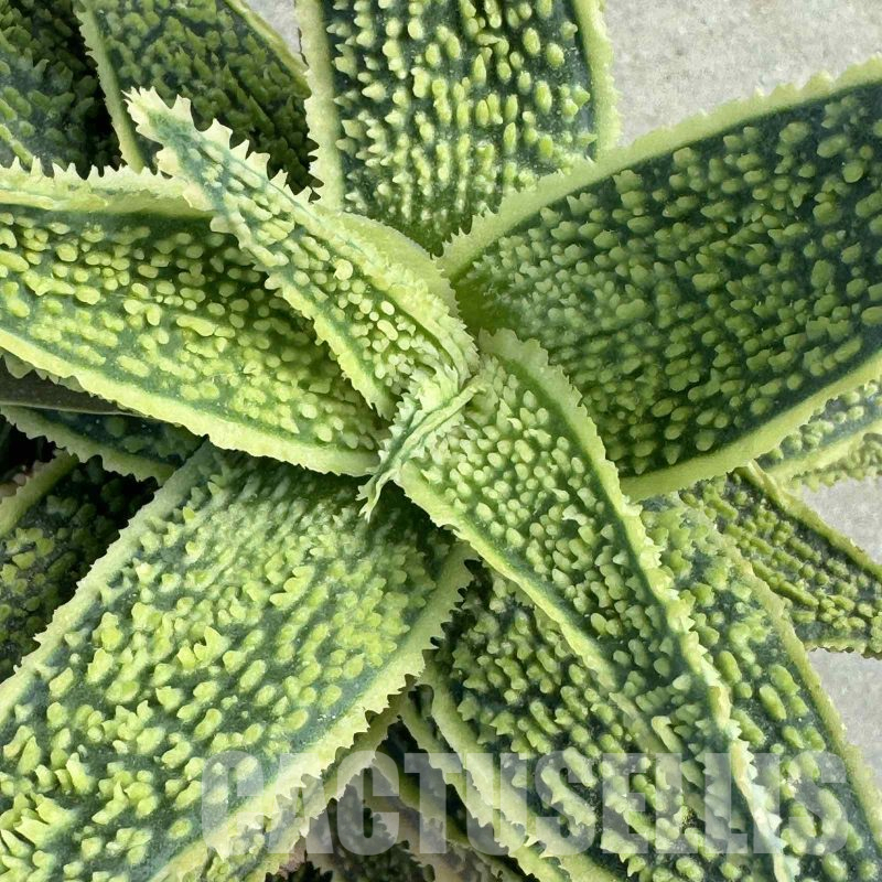 SHPR27889 Aloe hybrid f. variegata – Cactus-online