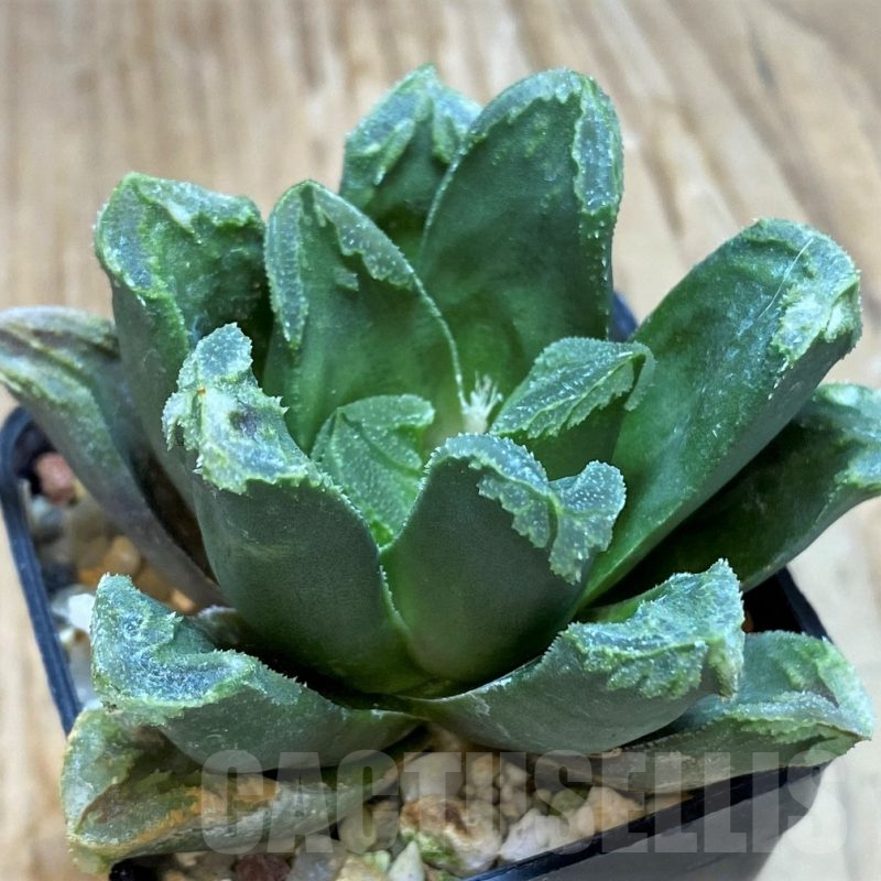 SH11620 Haworthia pygmaea x maughanii