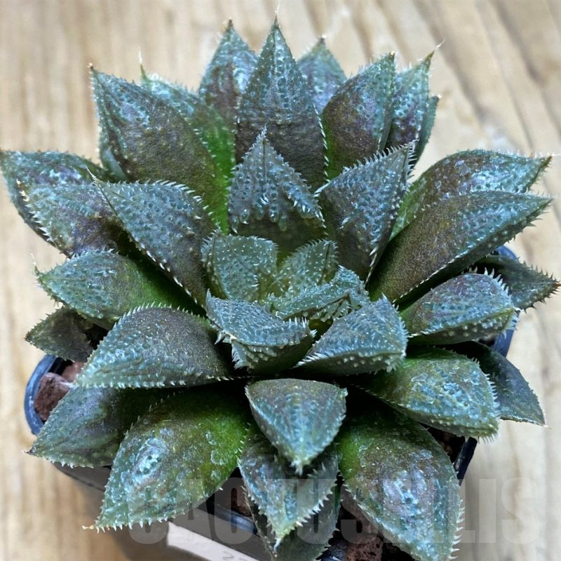 SH11627 Haworthia cooperi hybrid