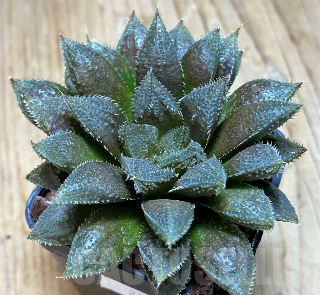 SH11627 Haworthia cooperi hybrid