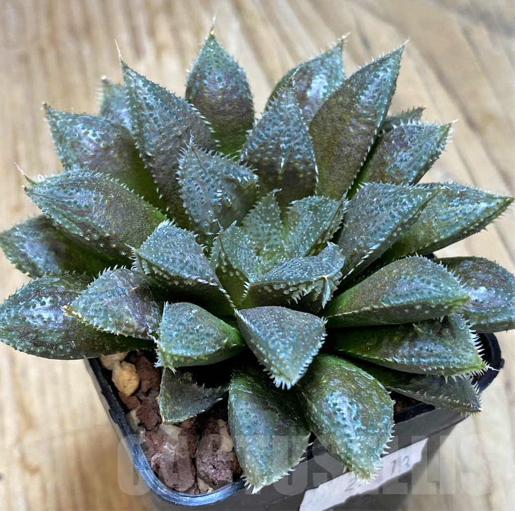 SH11627 Haworthia cooperi hybrid - Image 2