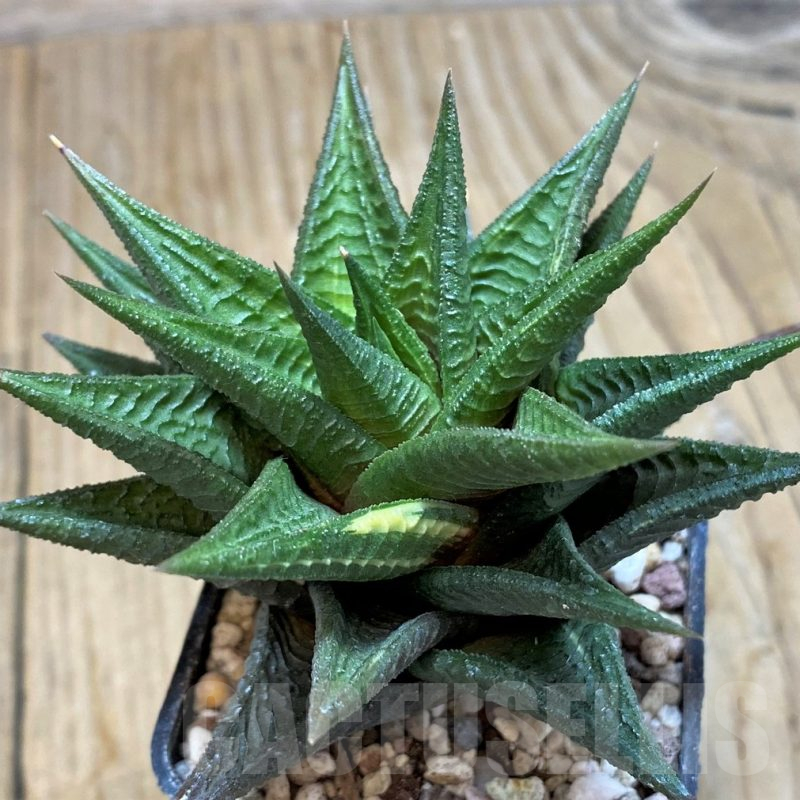 SH11642 Haworthia limifolia f. variegata
