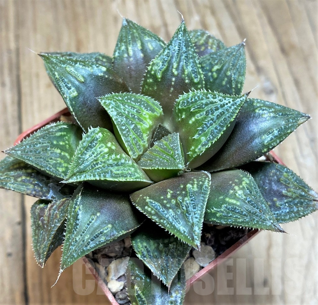 SH11643 Haworthia magnifica hybrid