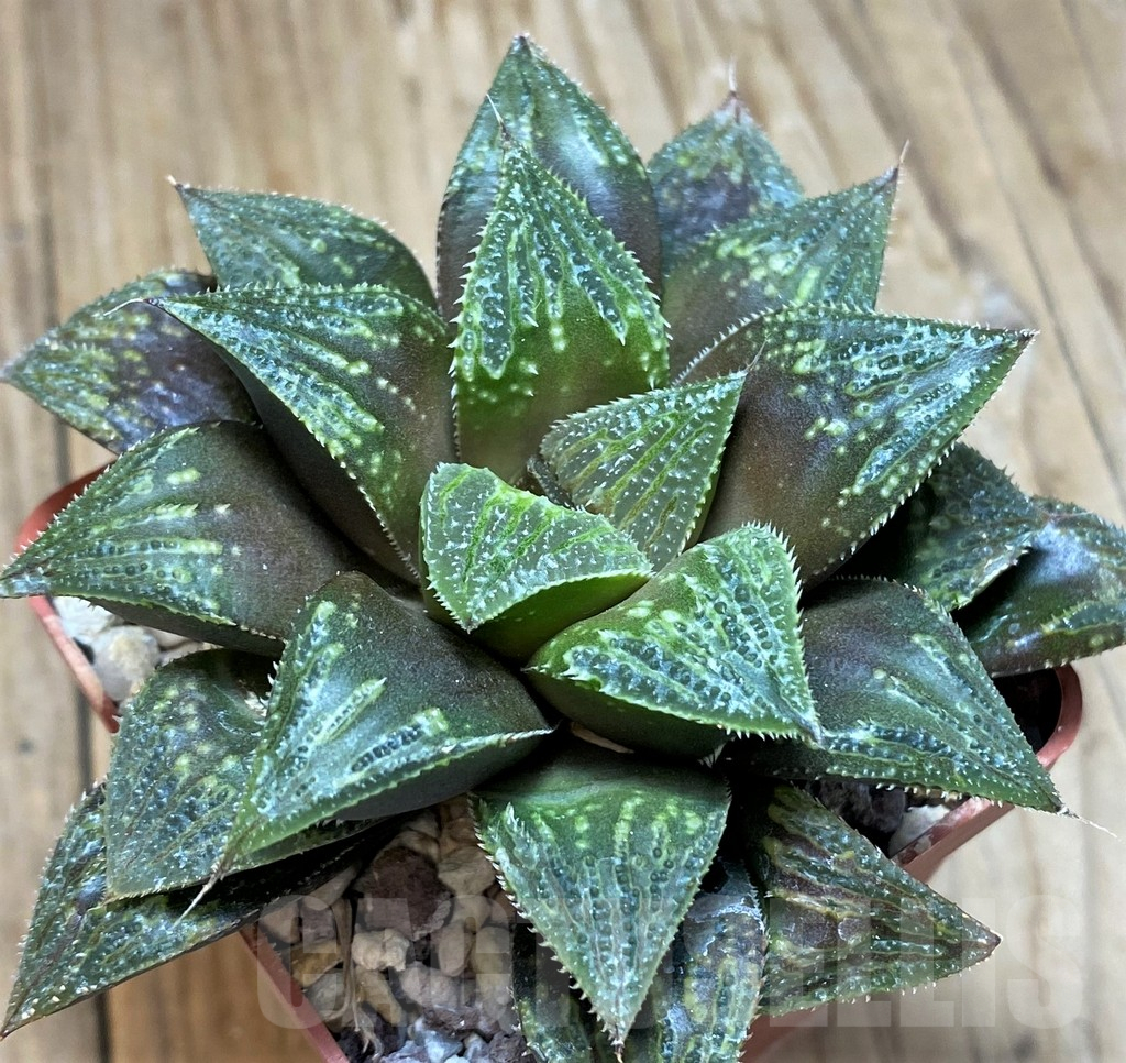 SH11643 Haworthia magnifica hybrid - immagine 2