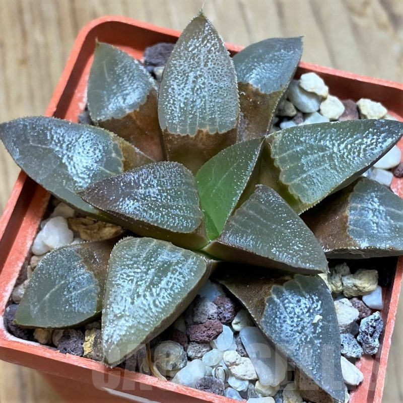 SH11645 Haworthia bayeri