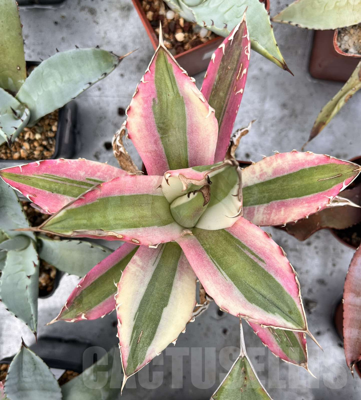 SHPRE17361 Agave titanota 'Snaggle Tooth' - Obrázek 2