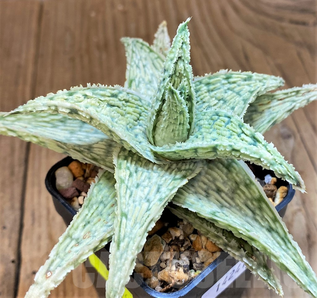 SH14241 Aloe hybrid - Image 2