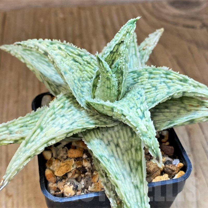 SH14241 Aloe hybrid