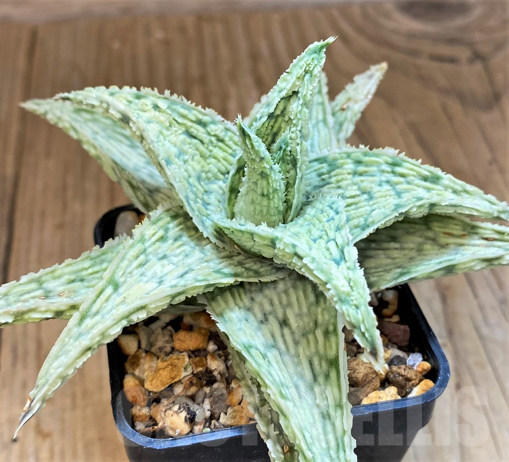 SH14241 Aloe hybrid