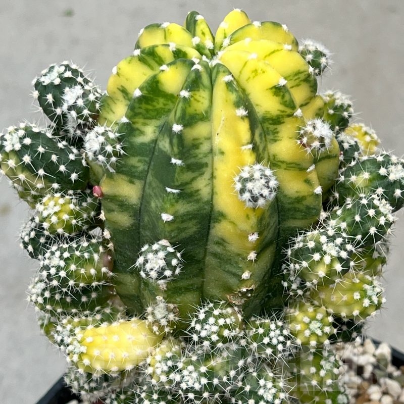 SH21611 Echinopsis subdenudata f. variegata