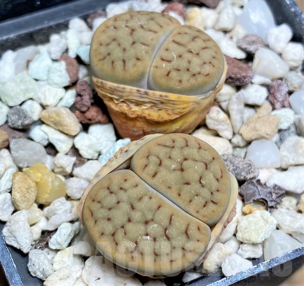 SHPR23765 Lithops schwantesii v. urikosensis C 107