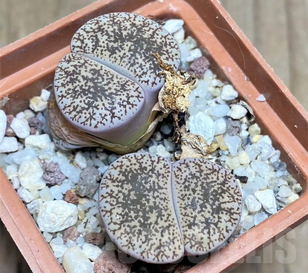 SHPR23766 Lithops lesliei v. venteri