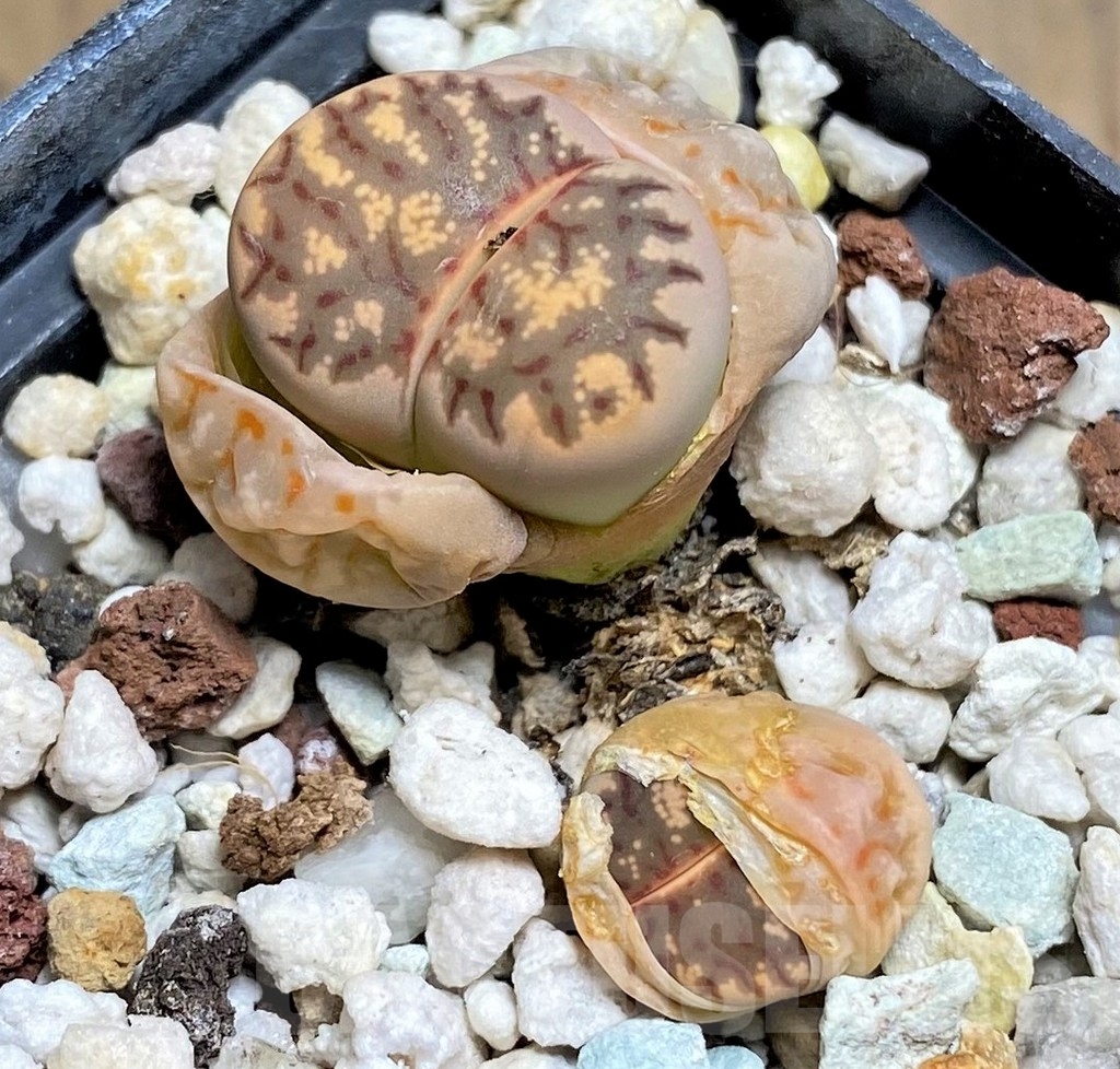 SHPR23774 Lithops dorotheae