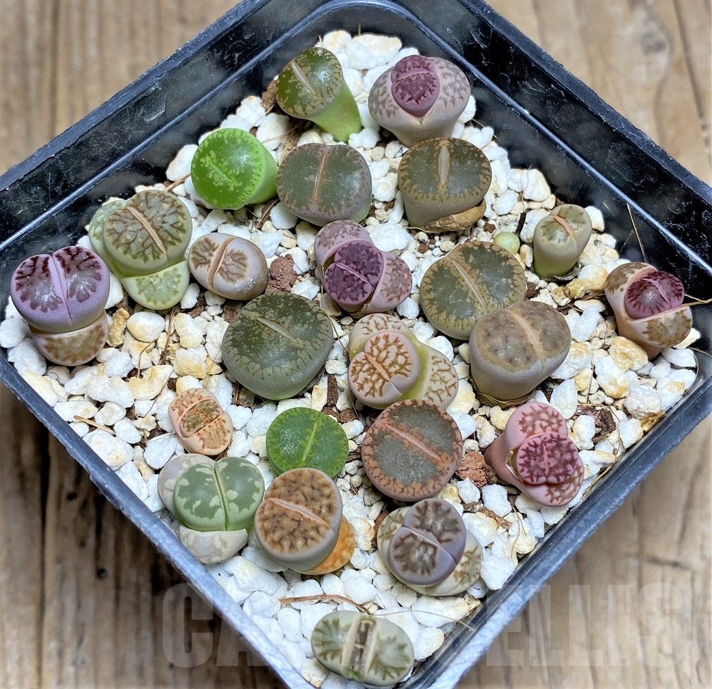 SHPR23776 Lithops mix - immagine 2