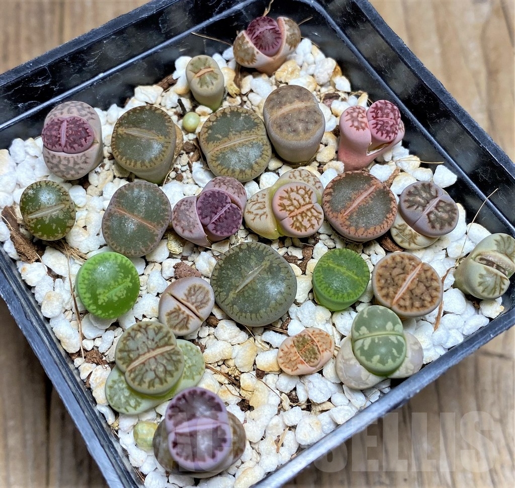 SHPR23776 Lithops mix