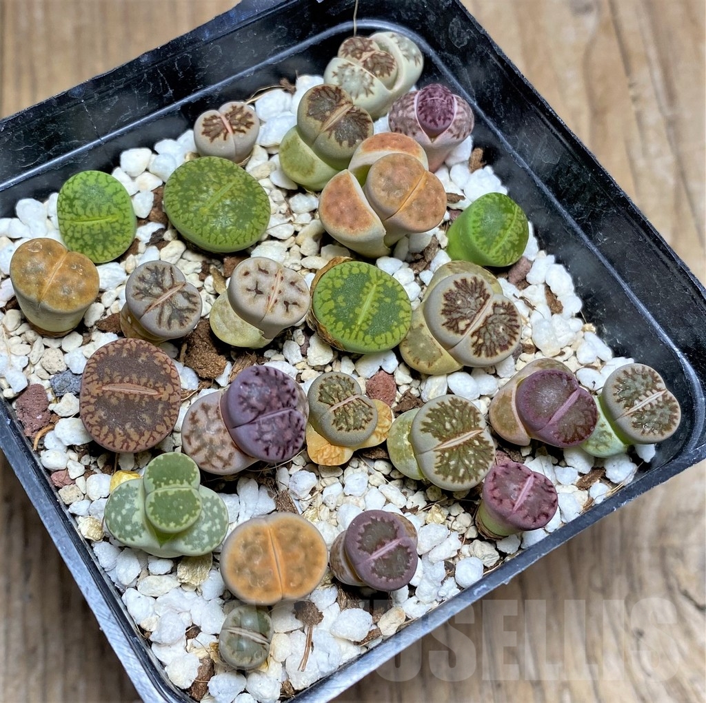 SHPR23777 Lithops mix - immagine 2