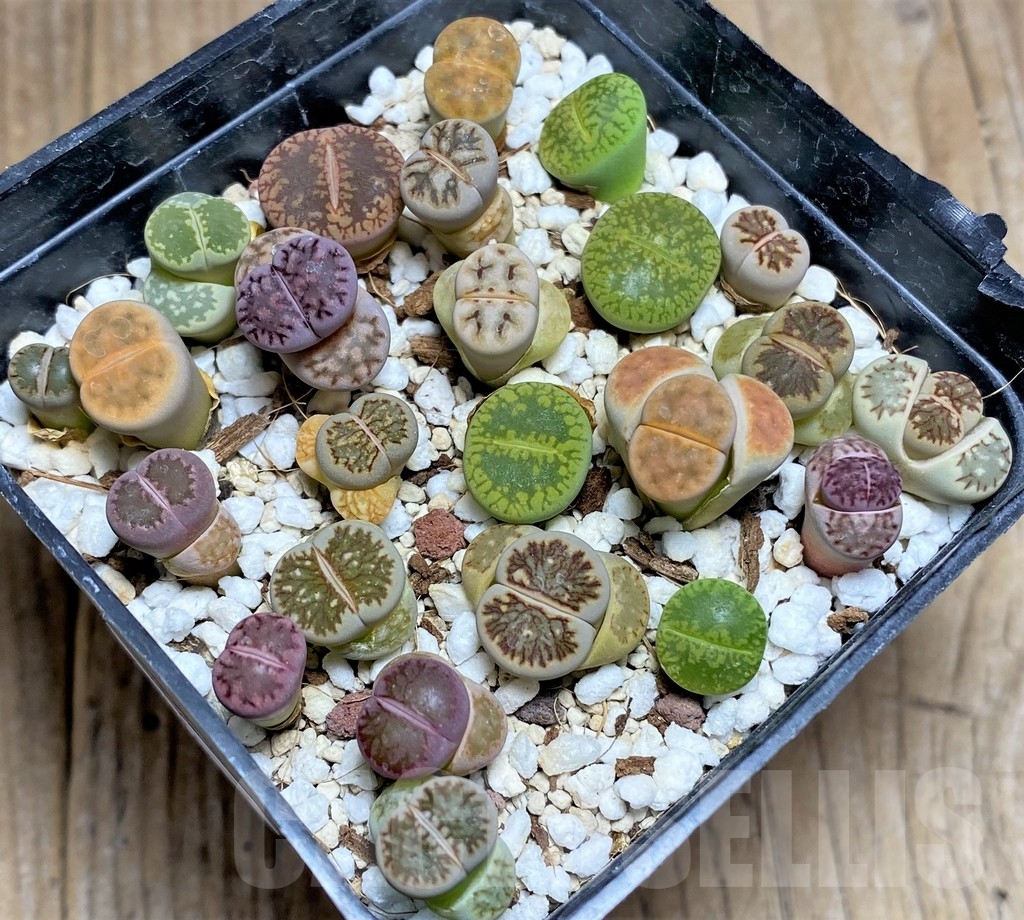 SHPR23777 Lithops mix