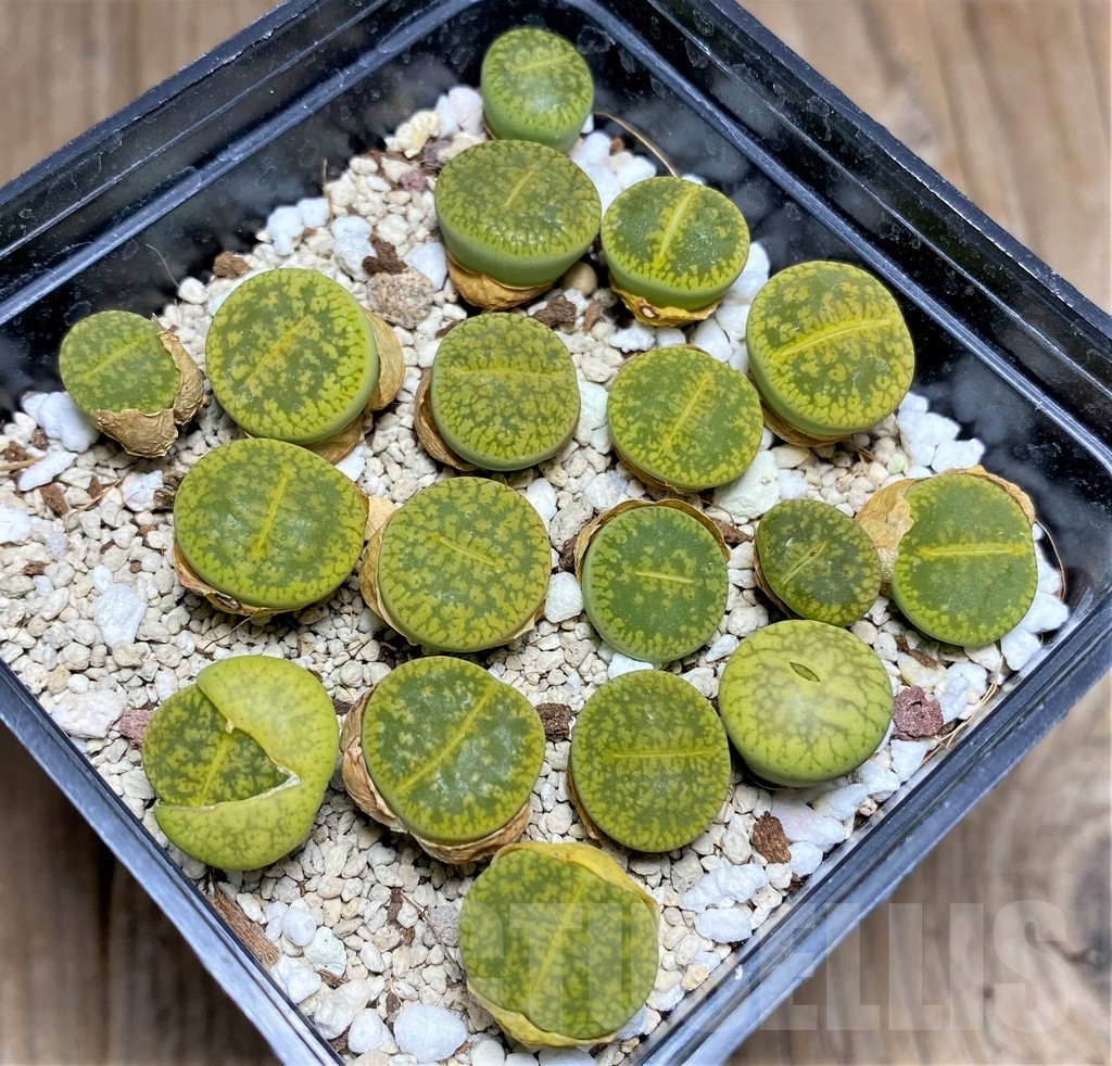 SHPR23778 Lithops aucampiae 'Jackson's Jade' - immagine 2