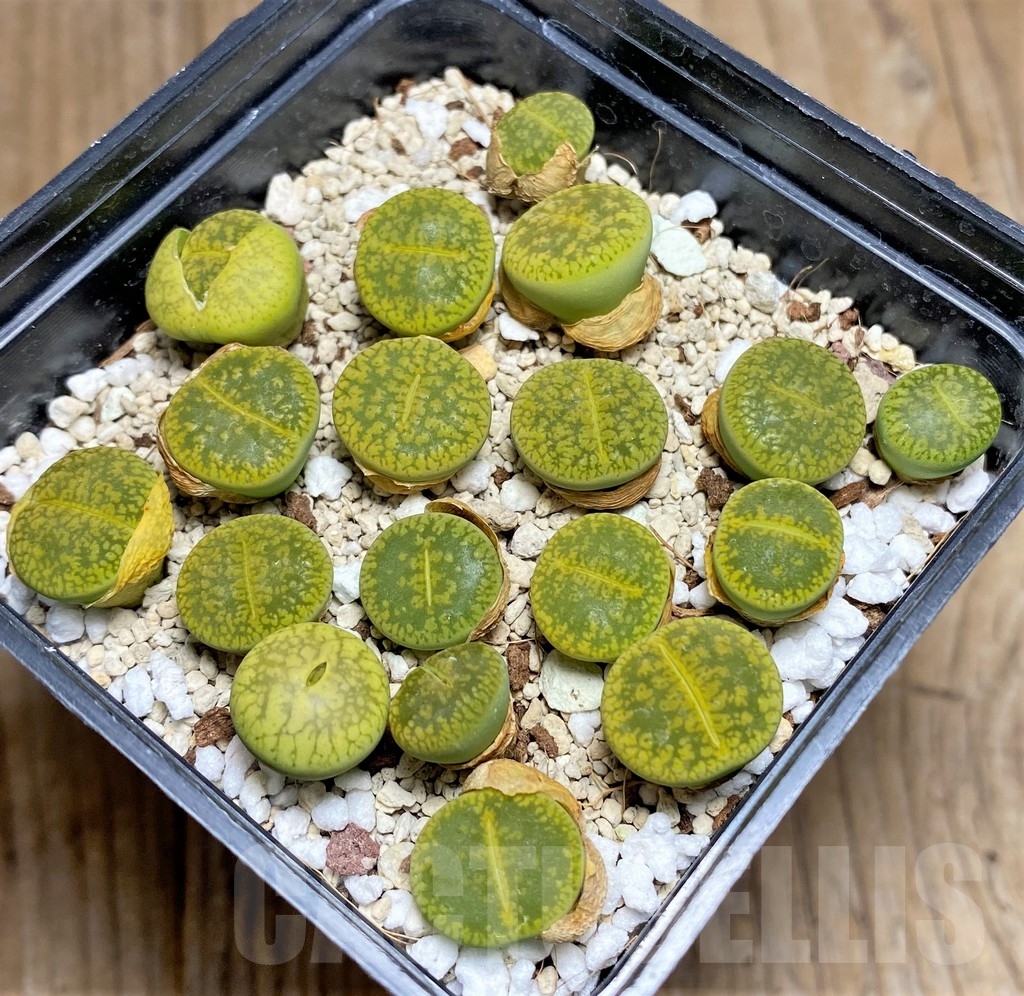 SHPR23778 Lithops aucampiae 'Jackson's Jade'